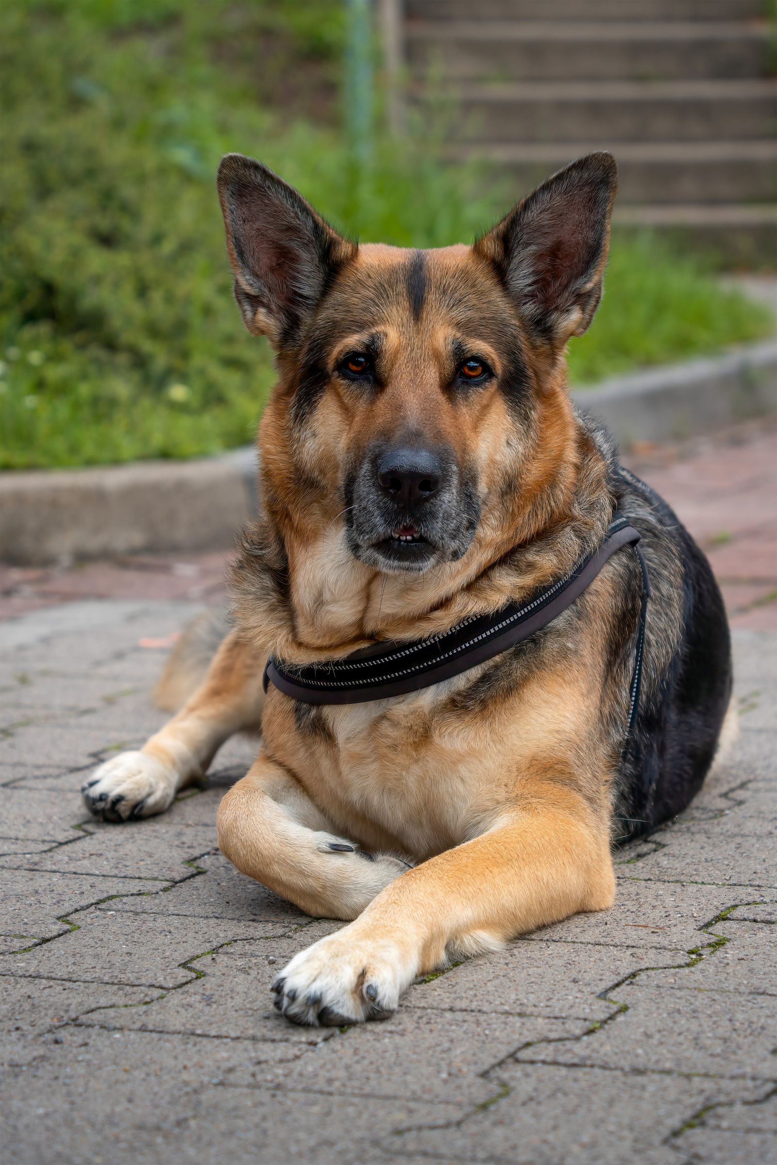 Alert German Shepherd on a paved path